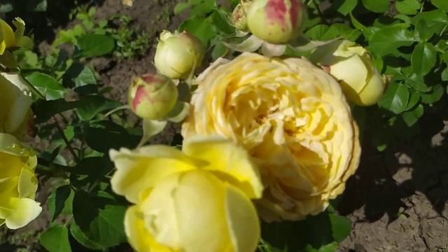 КАТАЛИНА (Catalina), Milele Flowers, Кения 2017 г. Спрей (Spray)