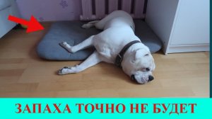 Многие и не догадываются, что от ЗАПАХА домашних животных можно избавиться так