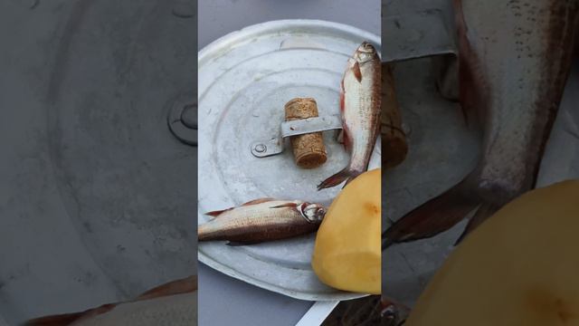 у правильного рыбака, уха только из той рыбы которую поймал сам. ЧТО ПОЙМАЛ ТО И СЪЕЛ #рыбалка смотреть онлайн