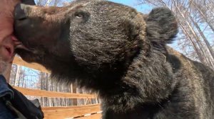 С медвежатами из берлоги на солнышко.