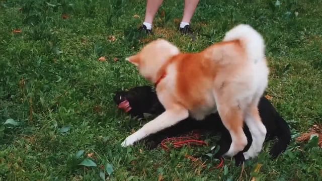 Дружба акиты-ину и лабрадора/Friendship of Akita-inu and Labrador #2 🐕👌 смотреть онлайн