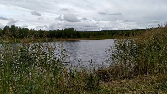 Собираем рябину в лесу смотреть онлайн