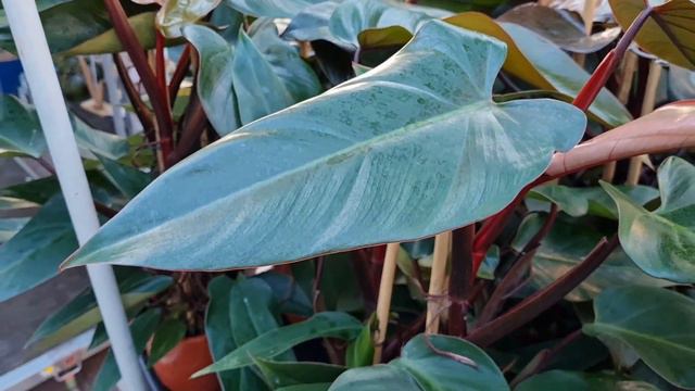 9. Adventskalendertürchen 🎄| Follow Me Around ✨️ | Obi Gartencenter 🌱 | Bad Segeberg 🇩🇪 смотреть онлайн