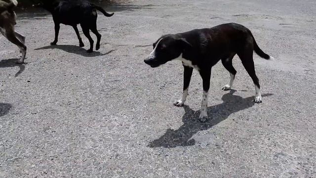 Dogs will give you love in return смотреть онлайн