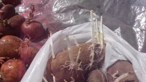 ОБРАБАТЫВАЮ КАРТОФЕЛЬ СРЕДСТВОМ ТАБУ И ПРЕСТИЖ. Ольга Чернова.