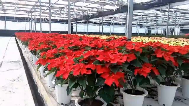 The flower house you may wonder/A big house of Flowers/ Poinsettias in a different color смотреть онлайн