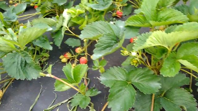 Сорт Фенелла на 20.06.2021 год смотреть онлайн