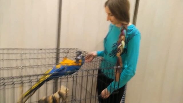 попугай АРА. РУЧНОЙ попугай. Ара- ГОВОРЯЩИЙ попугай смотреть онлайн