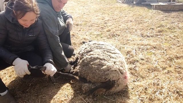 Обработка коз от клещей / Стрижка овец ножницами смотреть онлайн