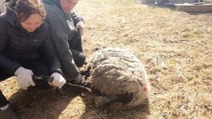 Обработка коз от клещей / Стрижка овец ножницами