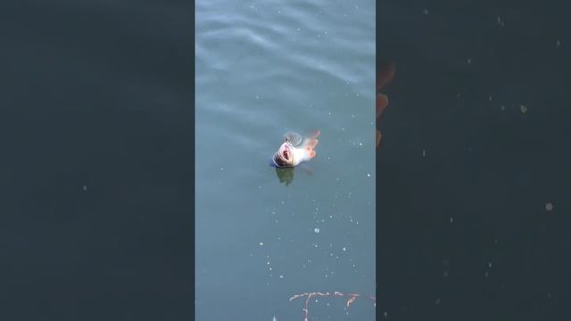 осенние арбузы смотреть онлайн