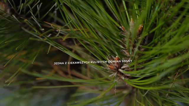 MARIE BREGEON - sosna czarna (Pinus nigra 'Marie Brégeon' PBR) - kulista sosna na pniu смотреть онлайн