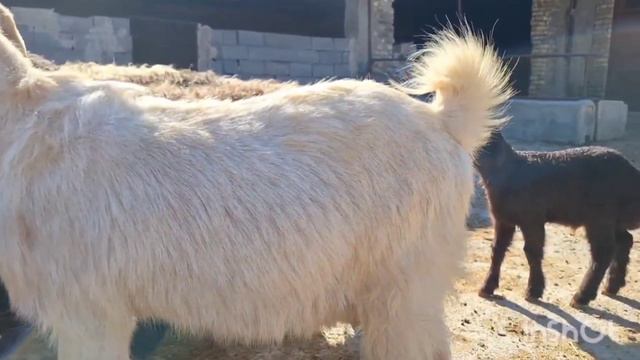 Nomadic Life |The Merchant Man In The Field 🌾🐮Cooking An Iranian Noodle Soup🍜