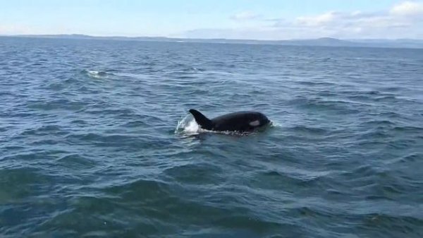 Orcas Hunting Salmon next to Whale Watching Boat