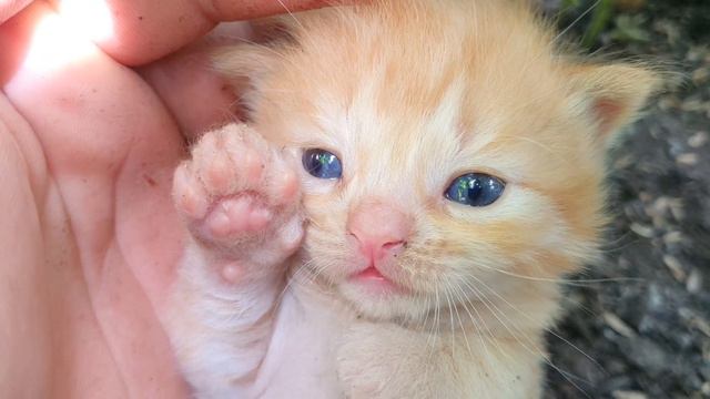 Дикие котята. Жизнь в малиновом раю. Чудесные милие сознание. смотреть онлайн