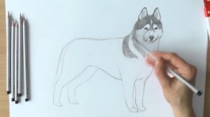 Уроки рисования. Как нарисовать СОБАКУ ХАСКИ карандашами Erich Krause поэтапно | Art School