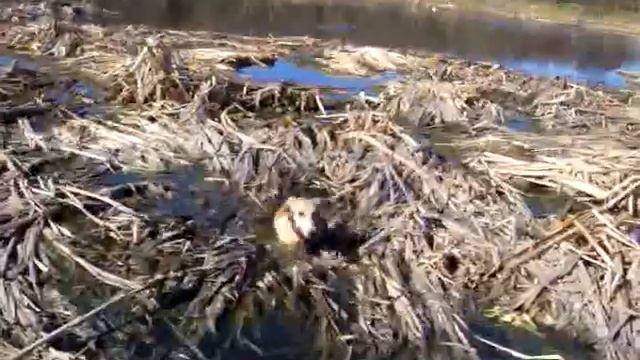 Маля в болоте.