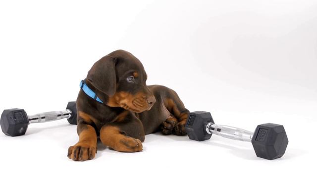Homemade Treats for Your Doberman: Delicious DIY Recipes! смотреть онлайн