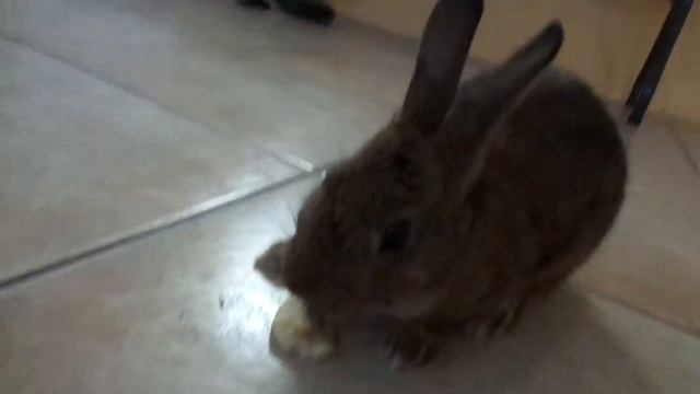 Bunny boo boo's first banana смотреть онлайн