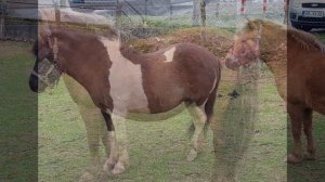 Беременная лошадь