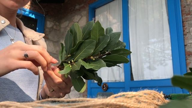 Лавровый лист: деревья, сушка листьев, посадка. Bay leaves: trees, how to dry, how to plant! смотреть онлайн