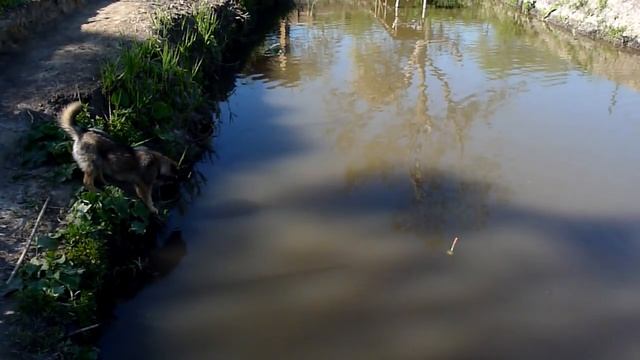 Пруд в конце огорода. смотреть онлайн