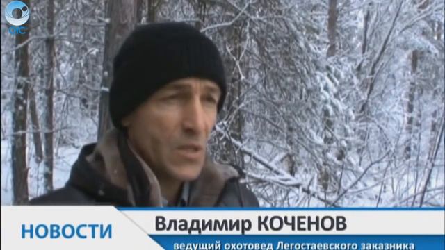 Зверобой - Экологическая тропа смотреть онлайн