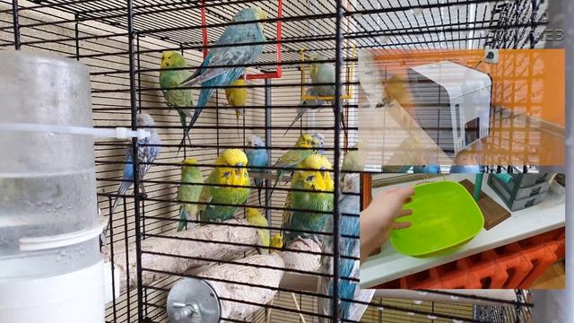 как увлажнить воздух в комнате для попугая ? смотреть онлайн