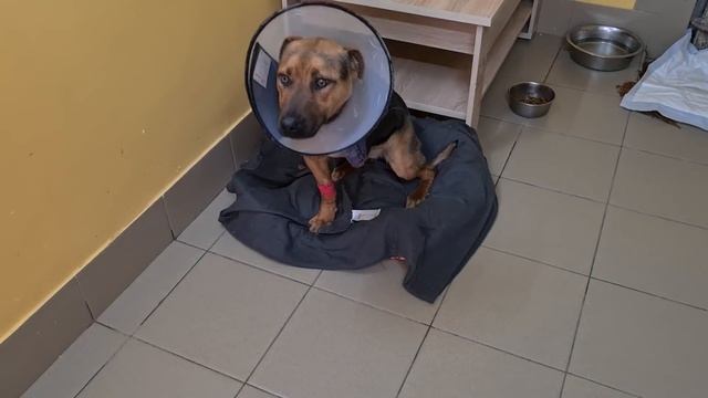 Лиса уже 2 недели не ест. СТРЕСС. НЕ ХОДИТ. Глаза Ласки ЧУДО. Кормим ораву кошек. Получили посылку. смотреть онлайн