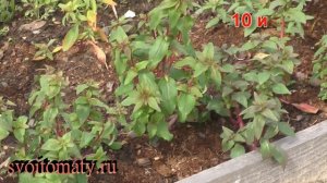 Кларкия изящная  – выращивание и уход