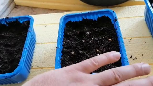 Секвойядендрон из семян. Посев семян. смотреть онлайн