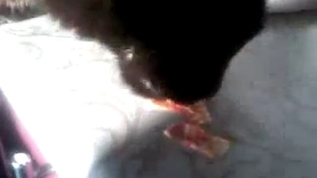 Кот Марлон ест шкурку от колбасы смотреть онлайн