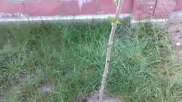 Посадка черешни.С ржавыми гвоздями. Совет продовца смотреть онлайн