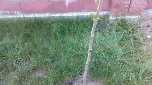 Посадка черешни.С ржавыми гвоздями. Совет продовца