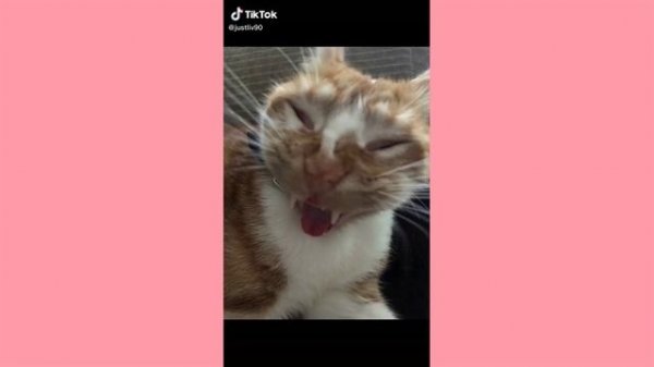 Cat Kitty Cat Cat Kitty Cat Cat BEST TikTok Compilation