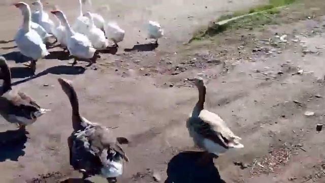 Тульские бойцовые гуси смотреть онлайн