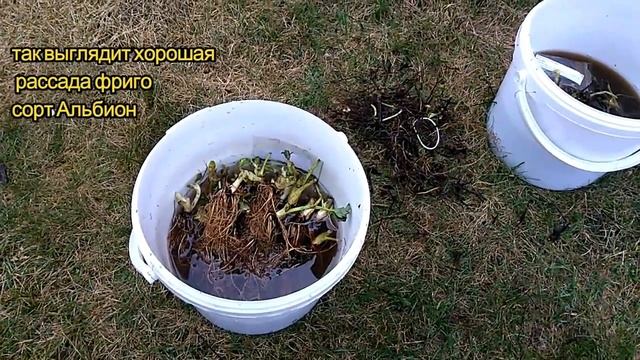 Клубника фриго посадка, мини плантация.mp4 смотреть онлайн