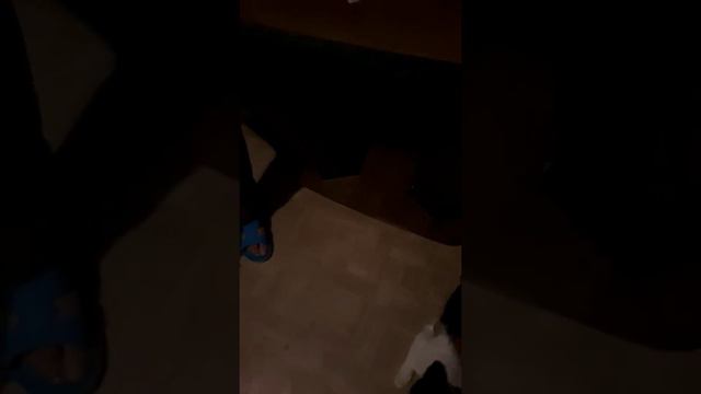 Загуляла киса! смотреть онлайн
