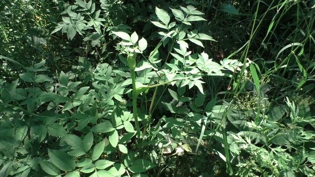 Дудник лесной от листьев, цветов до семян