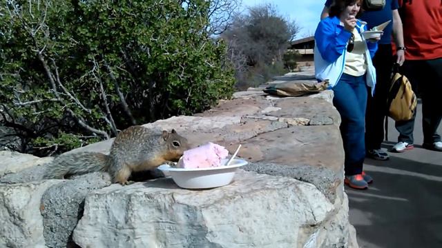 Squirrel - ice cream Lover, apr. 2013, Grand Canyon смотреть онлайн
