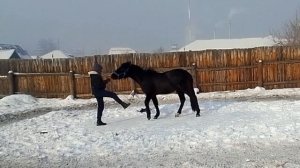 КАК НАУЧИТЬ ЛОШАДЬ ПОКЛОНУ?/КОННО-VLOG#жеребенок #тренировка#дрессировка