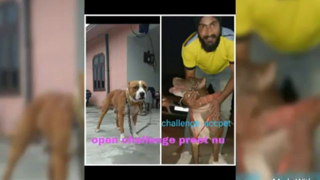 Top pitbull of 2018 Punjab by pitbull an da dor смотреть онлайн