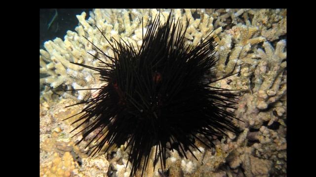 Facts: The Banded Urchin смотреть онлайн