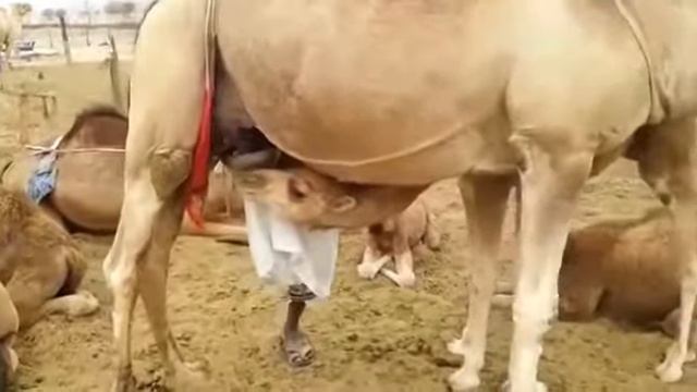 Milking a Camel 🐪 Arabian Style смотреть онлайн