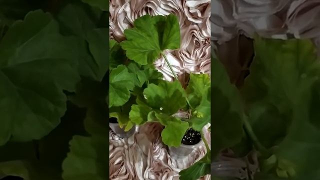 Распаковка посылки с пеларгониями №2.Что обнаружила?Лучшие пеларгонии.Моя покупка сорт. пеларгоний смотреть онлайн
