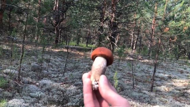 Белые грибы и Подосиновики! Красота российских лесов!