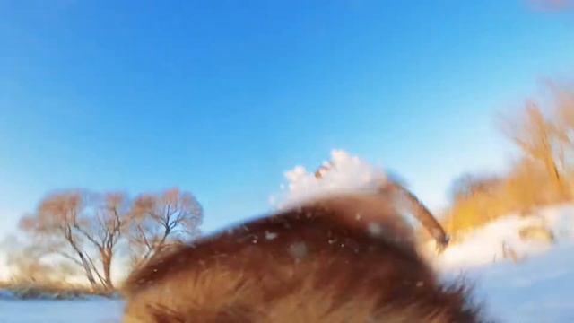 Верхом на собаке. Зимняя прогулка. (POV) смотреть онлайн