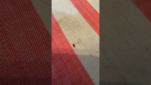 Лучшее средство от клопов смотреть онлайн