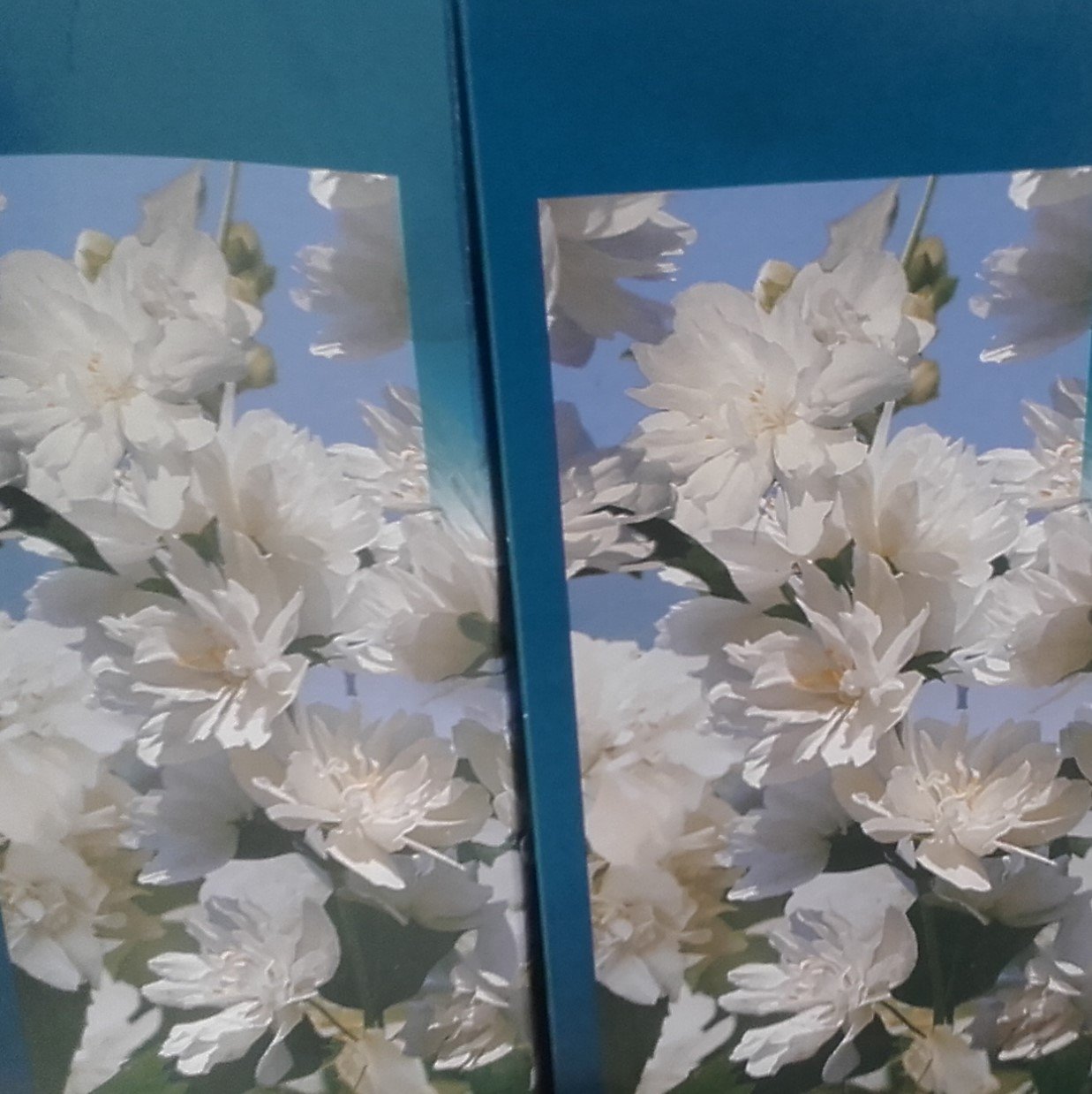 АХ, КАКИЕ ВЕЛИКОЛЕПНЫЕ ПОСТУПЛЕНИЯ ЦВЕТОВ И ЦВЕТУЩИХ КУСТАРНИКОВ В АШАН! смотреть онлайн