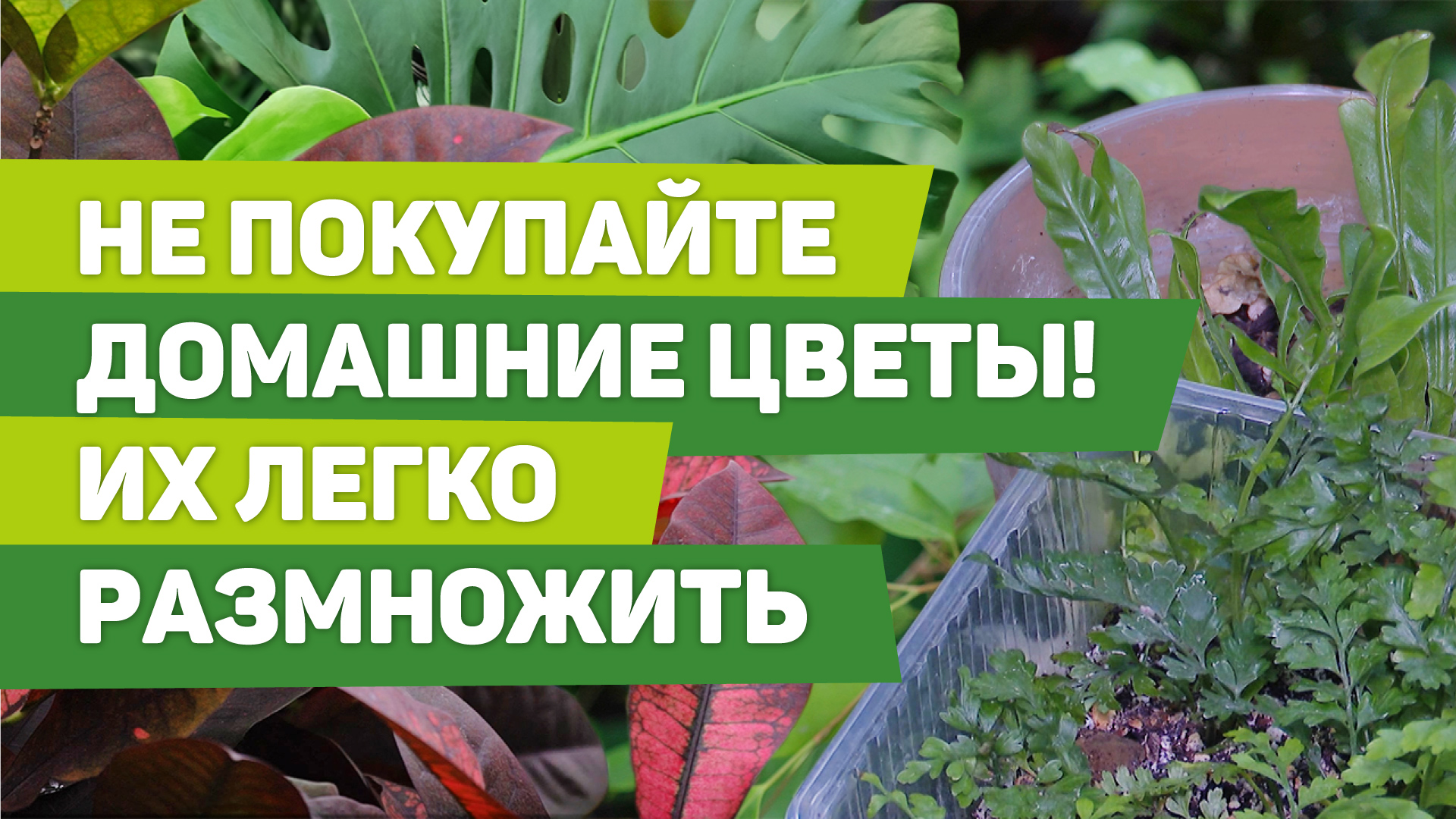Несколько способов размножения комнатных растений. Опыт специалиста смотреть онлайн